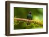 Ecuador, Guango. Tourmaline sunangel hummingbird close-up.-Jaynes Gallery-Framed Photographic Print