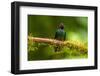 Ecuador, Guango. Tourmaline sunangel hummingbird close-up.-Jaynes Gallery-Framed Photographic Print