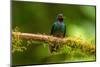 Ecuador, Guango. Tourmaline sunangel hummingbird close-up.-Jaynes Gallery-Mounted Photographic Print