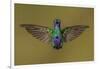 Ecuador Hummingbird-Art Wolfe-Framed Photographic Print