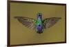 Ecuador Hummingbird-Art Wolfe-Framed Photographic Print