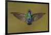 Ecuador Hummingbird-Art Wolfe-Framed Photographic Print