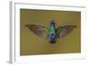 Ecuador Hummingbird-Art Wolfe-Framed Photographic Print