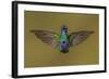 Ecuador Hummingbird-Art Wolfe-Framed Photographic Print