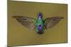 Ecuador Hummingbird-Art Wolfe-Mounted Photographic Print