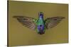 Ecuador Hummingbird-Art Wolfe-Stretched Canvas