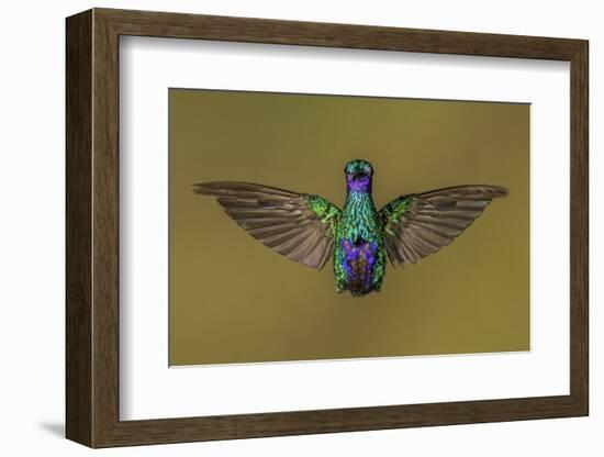 Ecuador Hummingbird-Art Wolfe-Framed Photographic Print