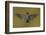 Ecuador Hummingbird-Art Wolfe-Framed Photographic Print