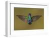 Ecuador Hummingbird-Art Wolfe-Framed Photographic Print