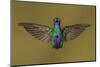 Ecuador Hummingbird-Art Wolfe-Mounted Photographic Print