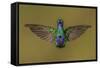 Ecuador Hummingbird-Art Wolfe-Framed Stretched Canvas