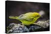 Ecuador, Isabela Island, Sierra Negra. Galapagos Flycatcher Eating-Mark Williford-Stretched Canvas