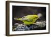 Ecuador, Isabela Island, Sierra Negra. Galapagos Flycatcher Eating-Mark Williford-Framed Photographic Print