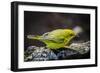 Ecuador, Isabela Island, Sierra Negra. Galapagos Flycatcher Eating-Mark Williford-Framed Photographic Print