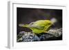 Ecuador, Isabela Island, Sierra Negra. Galapagos Flycatcher Eating-Mark Williford-Framed Photographic Print