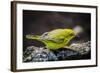 Ecuador, Isabela Island, Sierra Negra. Galapagos Flycatcher Eating-Mark Williford-Framed Photographic Print