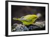 Ecuador, Isabela Island, Sierra Negra. Galapagos Flycatcher Eating-Mark Williford-Framed Photographic Print