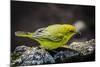 Ecuador, Isabela Island, Sierra Negra. Galapagos Flycatcher Eating-Mark Williford-Mounted Photographic Print