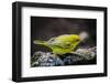 Ecuador, Isabela Island, Sierra Negra. Galapagos Flycatcher Eating-Mark Williford-Framed Photographic Print