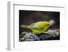 Ecuador, Isabela Island, Sierra Negra. Galapagos Flycatcher Eating-Mark Williford-Framed Photographic Print