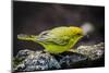 Ecuador, Isabela Island, Sierra Negra. Galapagos Flycatcher Eating-Mark Williford-Mounted Photographic Print