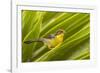 Ecuador, Nono. Rufous-naped bush-finch.-Jaynes Gallery-Framed Photographic Print