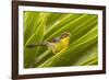 Ecuador, Nono. Rufous-naped bush-finch.-Jaynes Gallery-Framed Photographic Print