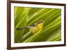 Ecuador, Nono. Rufous-naped bush-finch.-Jaynes Gallery-Framed Premium Photographic Print