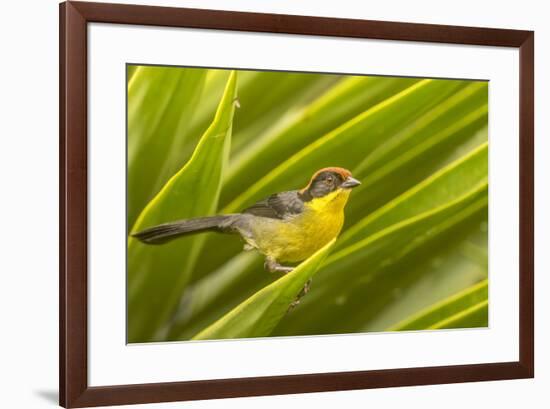 Ecuador, Nono. Rufous-naped bush-finch.-Jaynes Gallery-Framed Premium Photographic Print