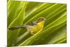Ecuador, Nono. Rufous-naped bush-finch.-Jaynes Gallery-Mounted Premium Photographic Print