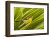 Ecuador, Nono. Rufous-naped bush-finch.-Jaynes Gallery-Framed Photographic Print