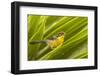 Ecuador, Nono. Rufous-naped bush-finch.-Jaynes Gallery-Framed Photographic Print