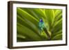 Ecuador, Nono. Sparkling violet-ear on leaf.-Jaynes Gallery-Framed Photographic Print