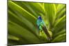 Ecuador, Nono. Sparkling violet-ear on leaf.-Jaynes Gallery-Mounted Photographic Print