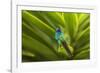 Ecuador, Nono. Sparkling violet-ear on leaf.-Jaynes Gallery-Framed Photographic Print