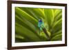 Ecuador, Nono. Sparkling violet-ear on leaf.-Jaynes Gallery-Framed Photographic Print