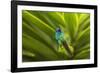 Ecuador, Nono. Sparkling violet-ear on leaf.-Jaynes Gallery-Framed Photographic Print