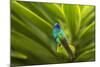 Ecuador, Nono. Sparkling violet-ear on leaf.-Jaynes Gallery-Mounted Photographic Print