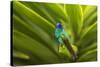 Ecuador, Nono. Sparkling violet-ear on leaf.-Jaynes Gallery-Stretched Canvas