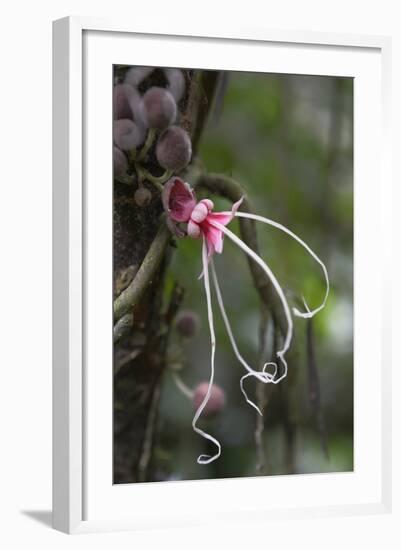 Ecuador, Orellana, Napo River. Wild Cocoa Plant, Herrania Tree-Kevin Oke-Framed Photographic Print