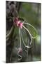 Ecuador, Orellana, Napo River. Wild Cocoa Plant, Herrania Tree-Kevin Oke-Mounted Photographic Print