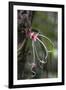 Ecuador, Orellana, Napo River. Wild Cocoa Plant, Herrania Tree-Kevin Oke-Framed Photographic Print