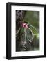 Ecuador, Orellana, Napo River. Wild Cocoa Plant, Herrania Tree-Kevin Oke-Framed Photographic Print