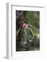 Ecuador, Orellana, Napo River. Wild Cocoa Plant, Herrania Tree-Kevin Oke-Framed Photographic Print