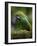 Ecuador Parrot-Art Wolfe-Framed Photographic Print