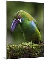 Ecuador Parrot-Art Wolfe-Mounted Photographic Print