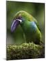 Ecuador Parrot-Art Wolfe-Mounted Photographic Print