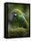 Ecuador Parrot-Art Wolfe-Framed Stretched Canvas
