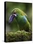 Ecuador Parrot-Art Wolfe-Stretched Canvas