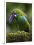 Ecuador Parrot-Art Wolfe-Framed Photographic Print